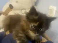 Котята Мейн-Кун, фотография 10