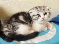 Шотландские котята, фотография 12