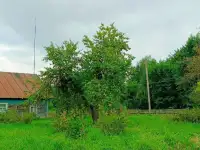 Продается крепкий дом по адресу: Минская область, Воложинский район, Вишневский сельсовет, дер. Новоселки, дом 69, фотография 6