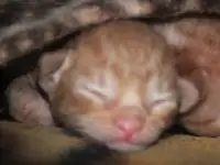 Бронь на корниш-рекс котят, фотография 4