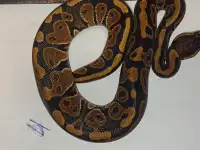 Змея, фотография 5