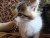 Кошка котенок трехцветная даром, фотография 2