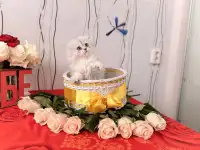 Шотландские котята, фотография 3