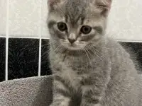 Шотландские котята, фотография 6
