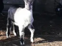Англонубийкие козлики, фотография 3