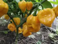 Острый перец хабанеро, халапеньо, чили, скорпион и др., фотография 4