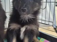 Щенок