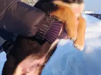 Щенки в дар., фотография 2