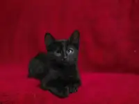 Черный котенок Блэкки в дар добрым сердцам!, фотография 7