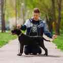 Щенки Итальянского Кане Корсо, фотография 5