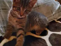 Котенок в Добрые Руки =^._.^=