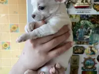 Чихуахуа