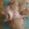 Персидские котята, фотография 5