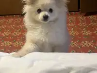 Шпиц
