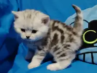 Котенок шотландский кошечка.