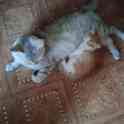 Котенок, фотография 3