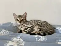 Бенгальская девочка