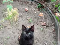 Котенок в дар