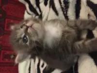 Котенок Мейн Кун, фотография 3