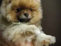 Померанский шпиц щенки. Мини мишки, фотография 5