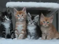 Мейн-кун котята, фотография 2