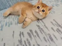 Шотландские котята, золотая шиншилла, фотография 7