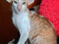 Ориентальные котята, фотография 6