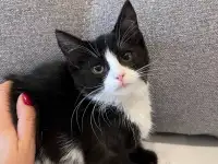 Котёнок в дар