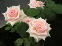Роза ч/г. Саженцы 2х летние, фотография 2