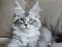 Котята Мейн-кун, фотография 3