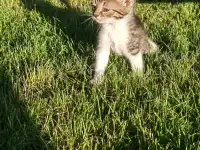 Котята даром