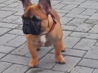 Девочка французский бульдог, фотография 2
