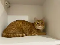 Рыжая кошечка котенок Мандаринка ищет дом и семью!