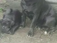 Голубые щенки Кане-Корсо, фотография 2