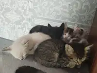 Отдам котят, фотография 2