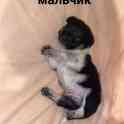Щеночки ищут хозяев, фотография 2