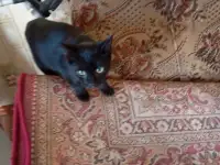 Котенок в дар, фотография 4