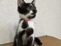 КОТЕНОК, фотография 2