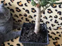 Британский короткошёрстный. Вязка., фотография 2