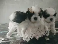 Продаются щенки - ши-тцу