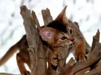 Абиссинские котята