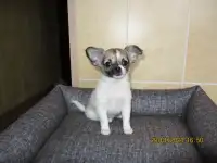 девочка чихуахуа, фотография 5