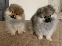 Померанский карликовый шпиц щенки