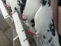 Продам голубей, фотография 2
