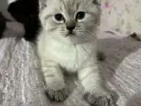 Шотландский котенок, фотография 3