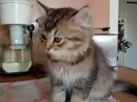 Нежный котенок Лёва ищет дом!, фотография 4