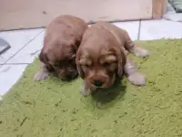 Английский кокер спаниель