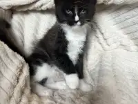 Котята мейн-кун, фотография 3