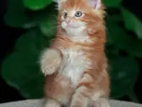 Девочка породы Мейн-кун, фотография 4