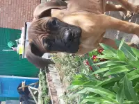 Щенки кане корсо